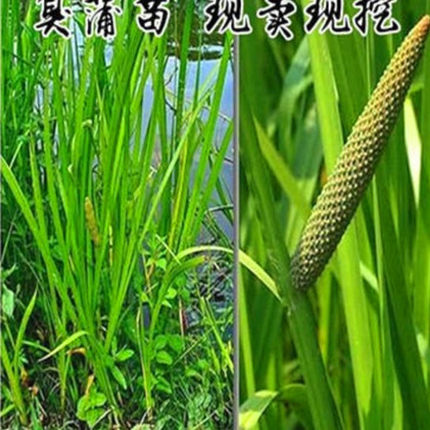 水生菖蒲苗菖蒲草 臭蒲草 臭蒲根 臭蒲苗 菖蒲苗 水菖蒲 净化水质