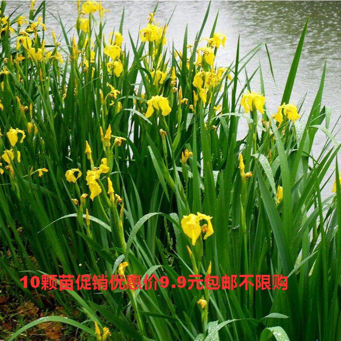 水培水养净水水生旱伞草图片