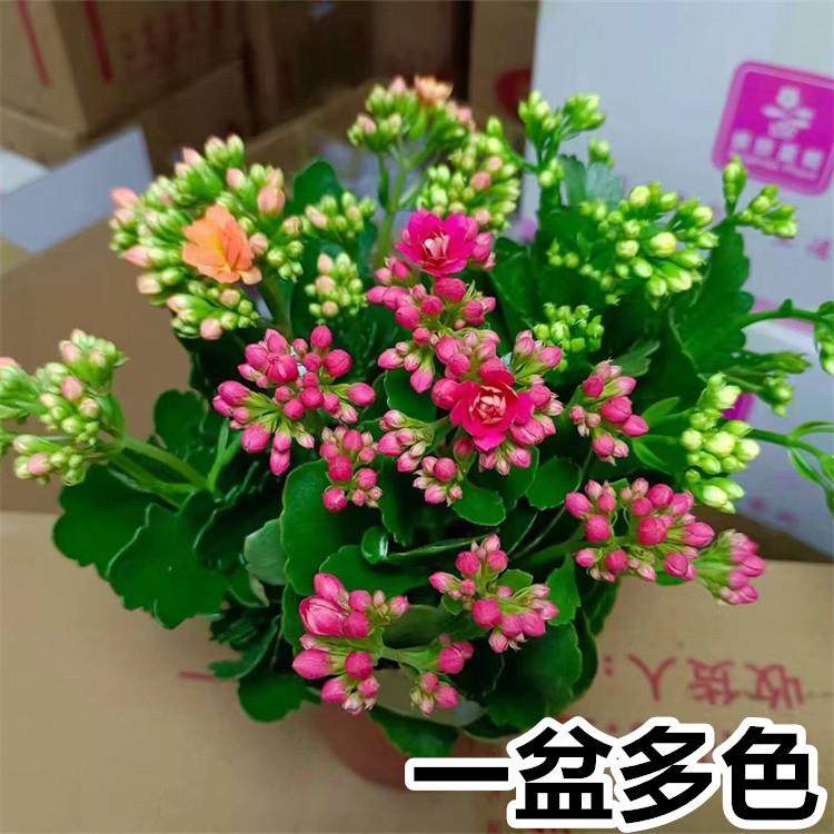 长寿花盆栽带花苞多肉植物巴黎重瓣阳台室内花卉绿植四季开花夏天,鲜花速递/花卉仿真/绿植园艺,红掌/凤梨/温室花卉,淘宝优惠券,粉丝福利购,淘宝优惠卷