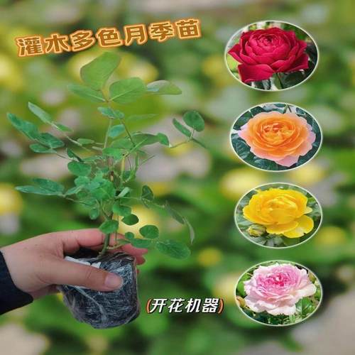 月季花苗大花粉龙滕彩虹爬藤室外庭院耐寒植物四季开花简单好养活