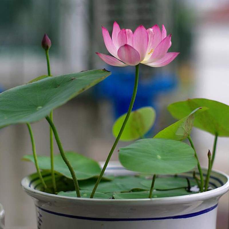 冲冠 荷花荷花苗盆栽四季观赏大型家庭莲花根水培水养绿植物花卉.