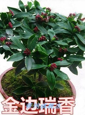 绿植金边瑞香四季盆景观花植物