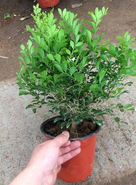 四季常青九里香绿植盆栽室内外花卉九里香当年开可驱蚊虫包邮