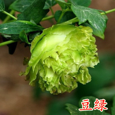 季开花洛阳牡丹花苗庭院阳台室内花卉观花绿植物盆栽赛月季玫瑰.