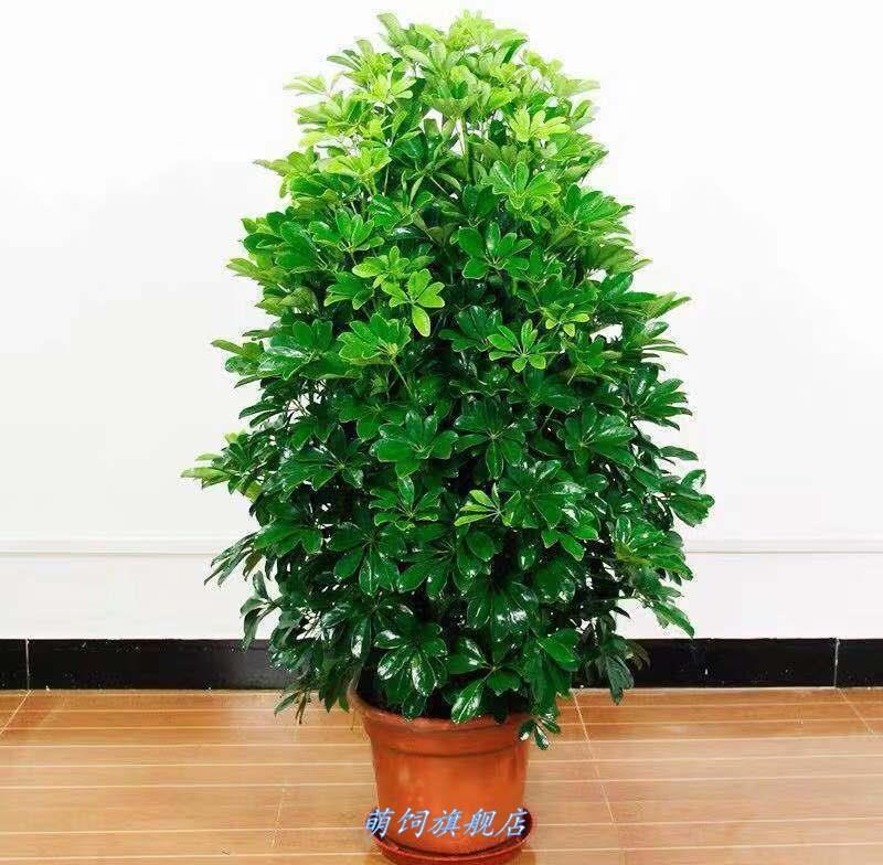 鸭脚木客厅好看好养活