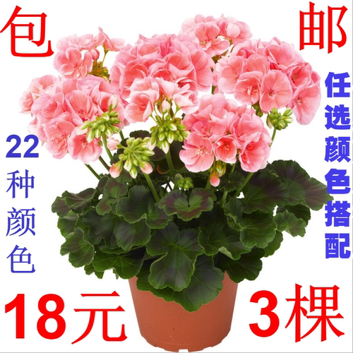 大花天竺葵花苗重瓣四季盆栽发货