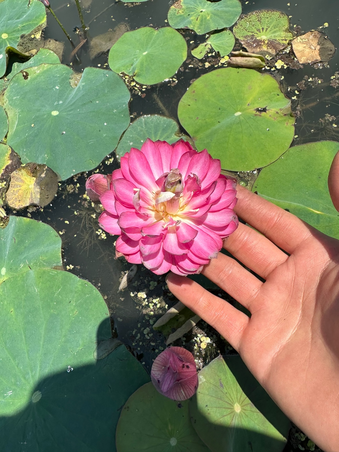 微型碗莲-小霓裳，耐阴、极丰花，比霓裳的表现更优秀，株型更小