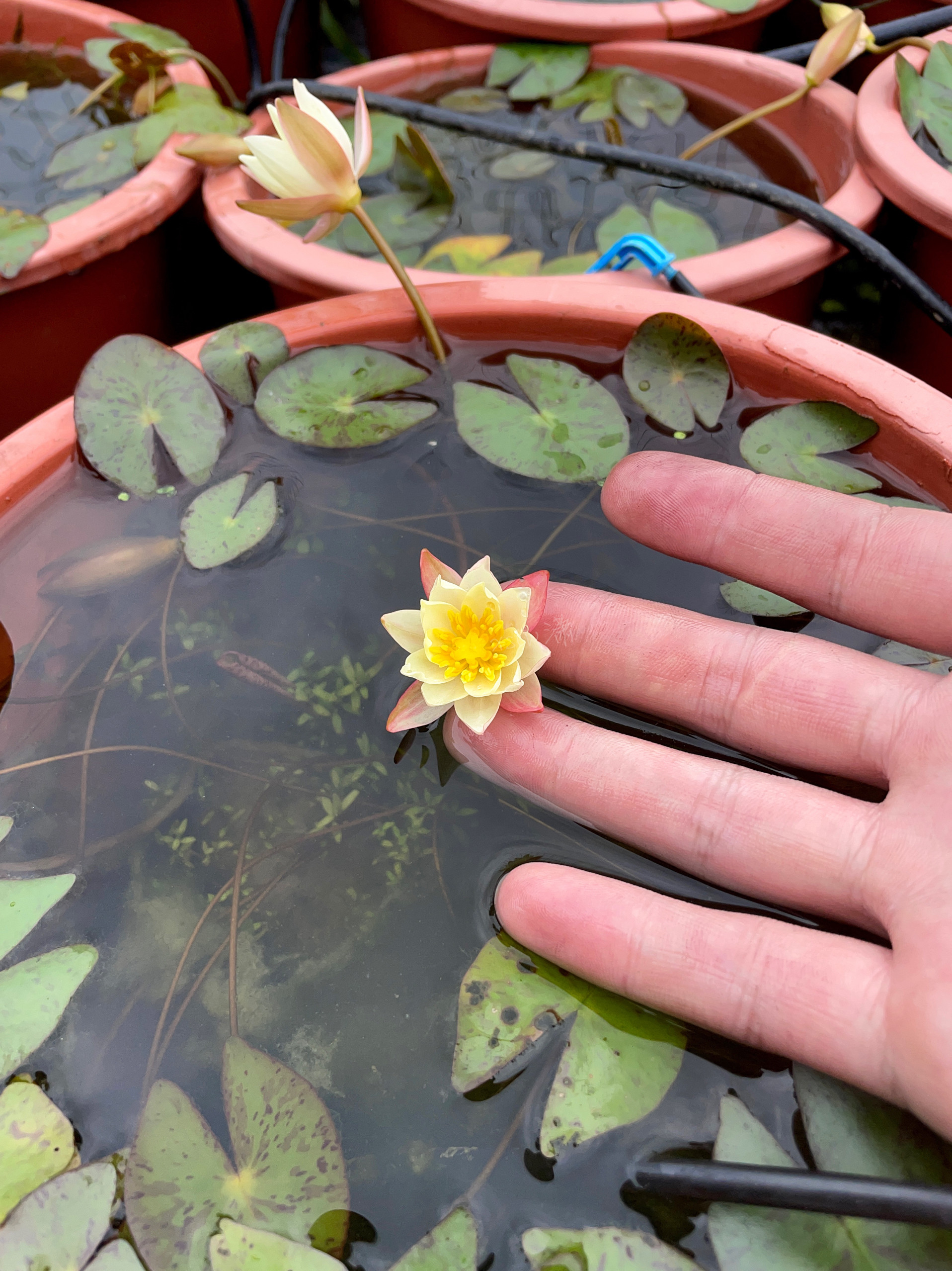 微型睡莲海尔芙拉，小海2号细指型（特殊型）适合古法水族缸造景