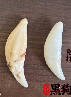黑狗牙真品真狗牙齿狗牙齿吊坠红绳婴儿挂件护身符成人手绳脚绳