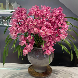 【小时达】大花惠兰蝴蝶兰带花盆栽鲜花速递同城生日礼物年宵花