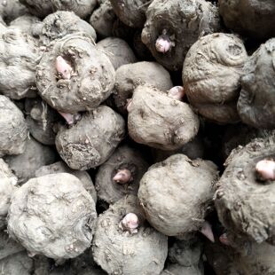 花魔芋种子二代花魔芋种籽魔芋苗粒种球脱水消毒高存活