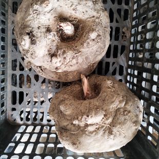 四川凉山新鲜现挖魔芋灰菜做黑豆腐火锅食材原料当季农产品生磨芋