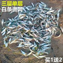 小网眼渔网加密半指1指50米单层网粘网丝网沉网浮网白条网餐鱼网