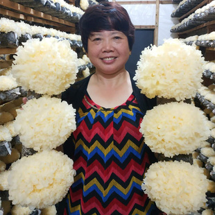 8朵盒装 新鲜银耳 鲜活耳  深山雪耳特级白木耳软糯胶多1000g包邮