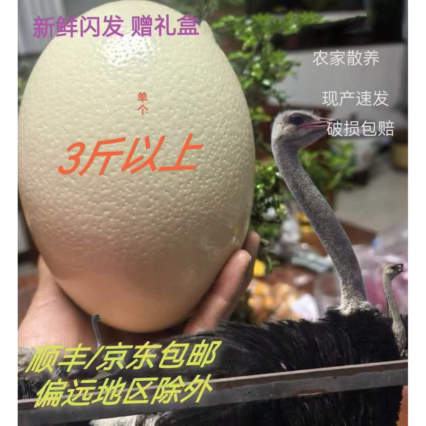 新鲜食用鸵鸟蛋3斤左右 破损包赔 礼盒装 高营养 宝宝辅食