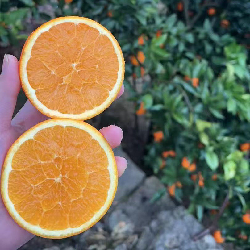 正宗巫山恋橙纽荷尔新鲜脐橙 酸甜可口 现摘现发精品大果产地直发,水产肉类/新鲜蔬果/熟食,橙,淘宝优惠券,粉丝福利购,淘宝优惠卷