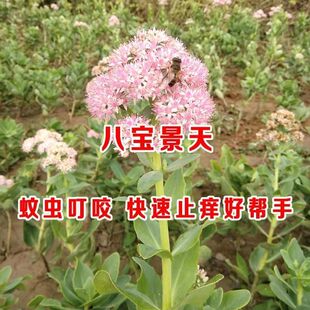 八宝景天宿根花卉长药景天止痒止疼活血化瘀防蚊叮咬耐寒耐旱易活