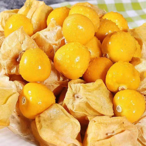 东北菇娘果新鲜果实饱满脆甜多汁