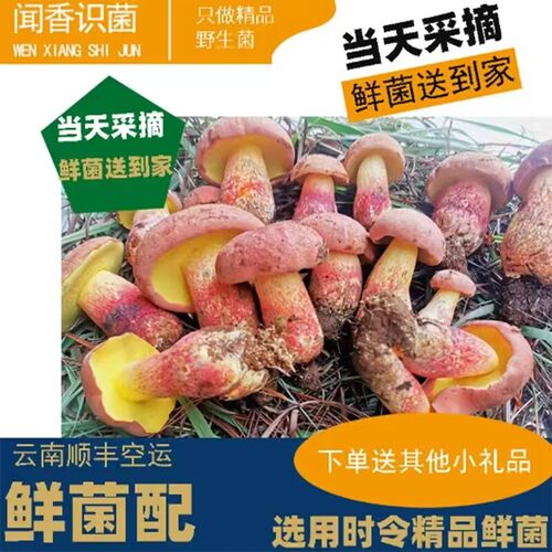 云南2026年新鲜红葱菌红见手青野生菌500g