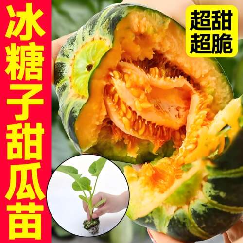 冰糖子甜瓜种苗四季香蜜