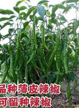 七彩辣椒树苗樟树港小米