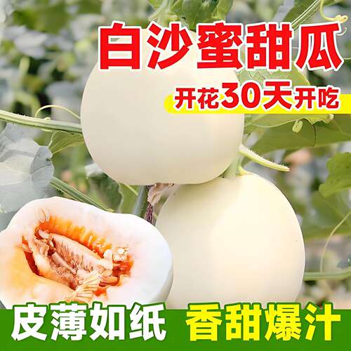 超甜白沙蜜甜瓜苗幼籽香