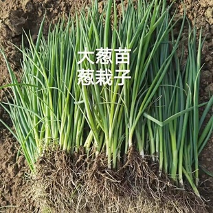 正宗山东铁杆大葱葱苗秧苗秧子栽子新鲜四季幼苗栽苗章丘铁杆大葱