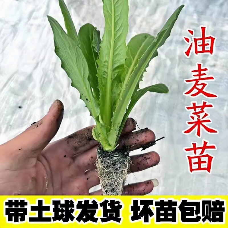 油麦菜苗秧苗麦香味油麦菜广东小叶圆叶香油麦菜苗四季种植生菜苗