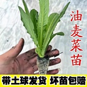油麦菜苗秧苗麦香味油麦菜广东小叶圆叶香油麦菜苗四季 种植生菜苗