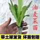 油麦菜苗秧苗麦香味油麦菜广东小叶圆叶香油麦菜苗四季 种植生菜苗