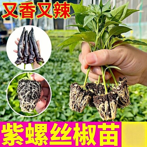 寿光黑美人辣椒苗秧四季高产紫螺丝椒紫妃辣椒带土球阳台盆栽种子