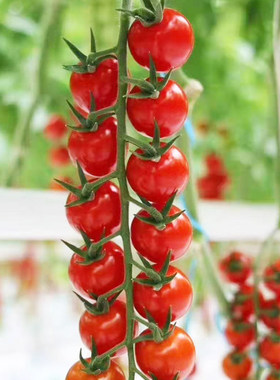 枝纯串收小番茄苗 串收小番茄苗秧苗