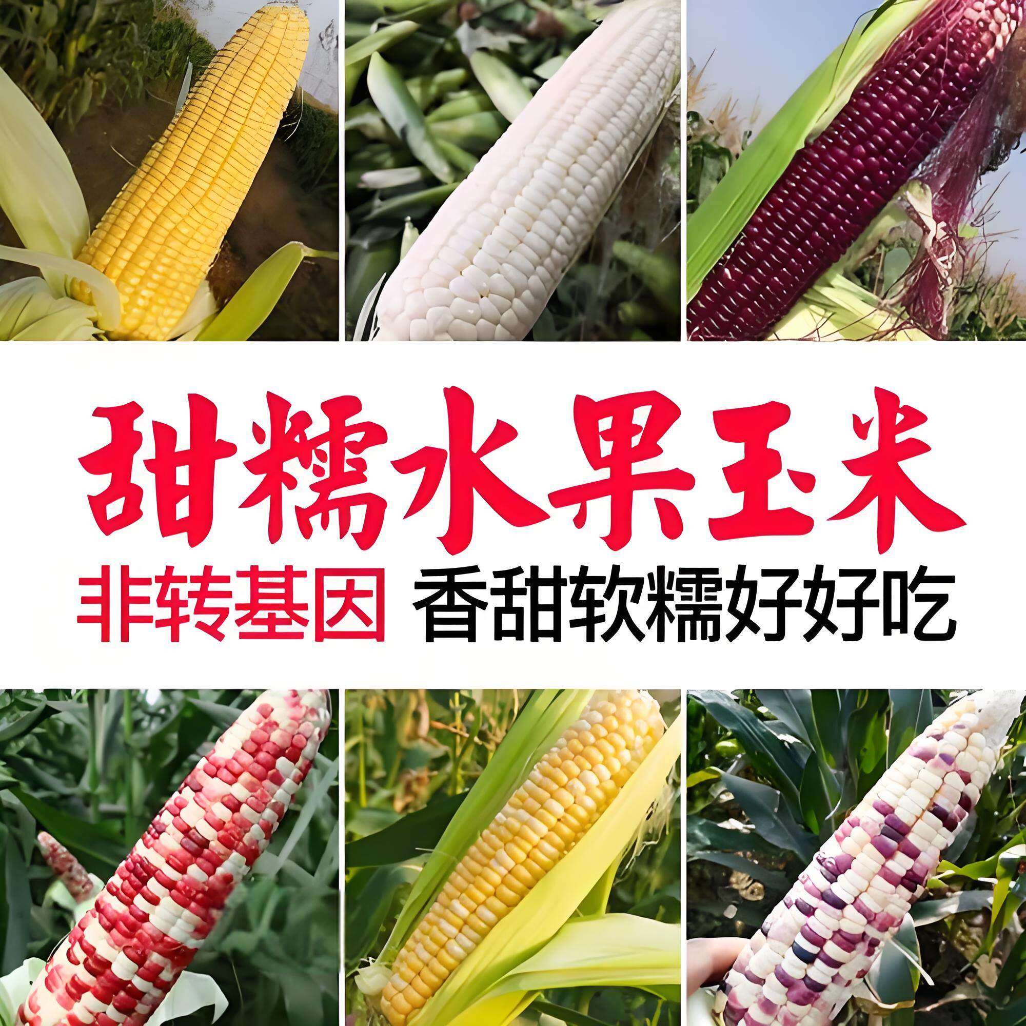 糯玉米苗秧盆栽秧苗金银水果拇指黑白甜糯米特高产优质玉米种大全