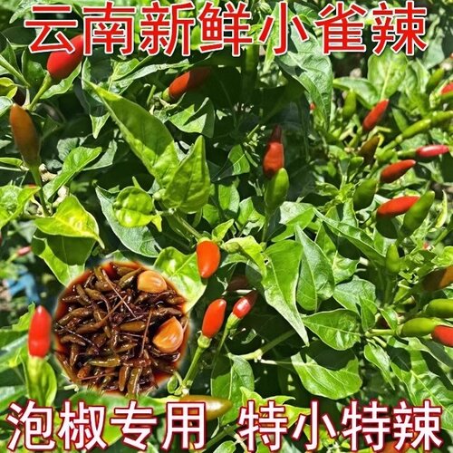 云南小雀椒辣椒苗秧苗巨辣特辣爆辣超辣指天椒苗泡椒专用辣椒种苗