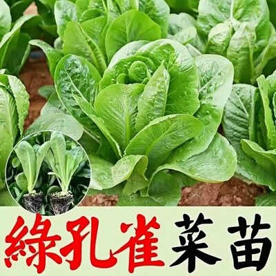四季孔雀菜苗秧苗直立奶油生菜苗带土耐热什么时候种汉斯沙拉高产