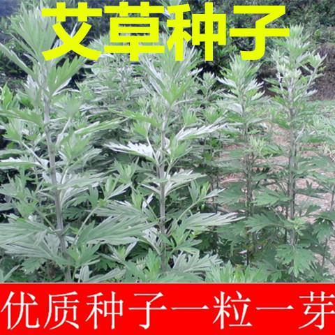 药用艾草种子 艾叶种子 艾种子 艾篙种子艾绒种子 野生香艾种籽