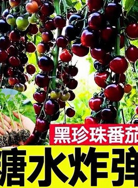 黑珍珠番茄苗秧苗樱桃小西红柿幼苗紫圣女果苗种子籽四季盆栽菜苗
