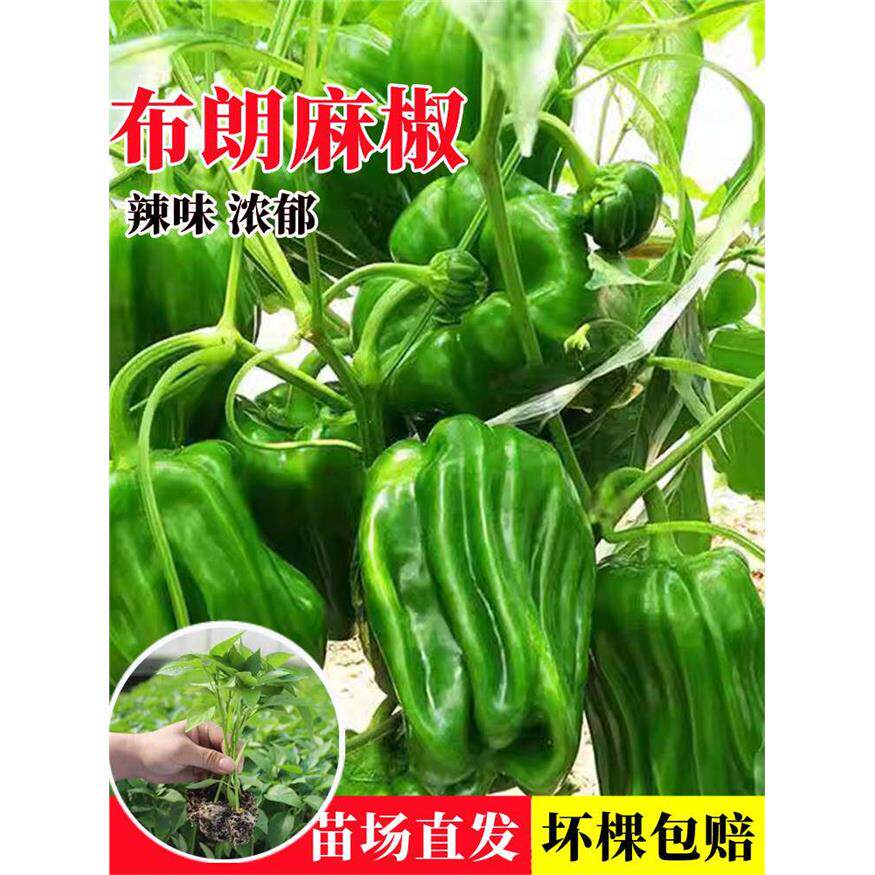 薄皮麻椒苗秧苗皱皮辣虎