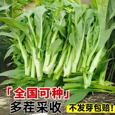 早熟白菜苔苗带土秧苗湖北种子四季速生老品种奶油蔬菜种子高产苗
