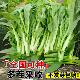 早熟白菜苔苗带土秧苗湖北种子四季 速生老品种奶油蔬菜种子高产苗