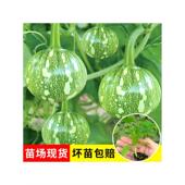 迷你小嫩南瓜苗秧苗带土老品种高产四季 早熟云南菜瓜苗青皮一串铃