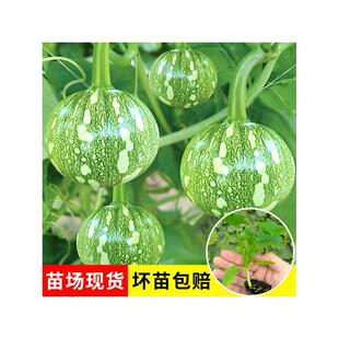 迷你小嫩南瓜苗秧苗带土老品种高产四季早熟云南菜瓜苗青皮一串铃