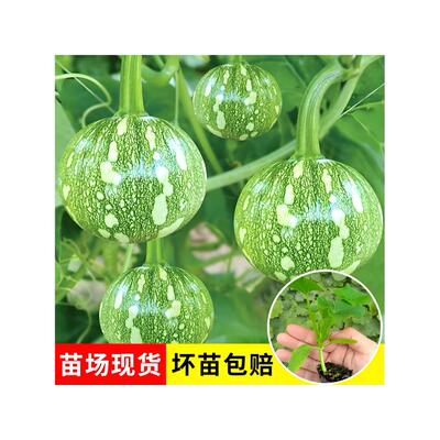 迷你小嫩南瓜苗秧苗带土