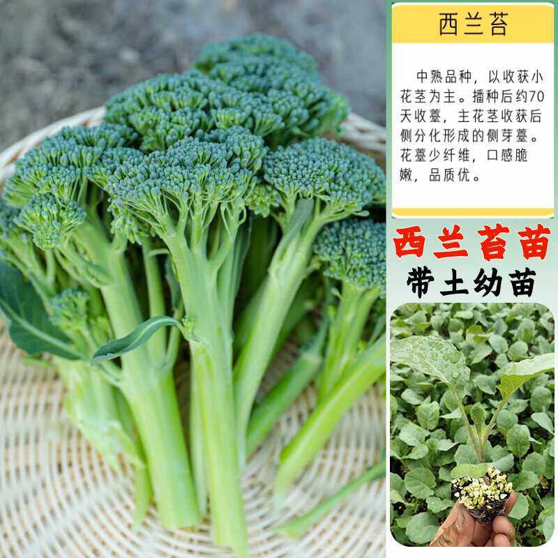 西兰苔秧苗西洋芥兰种籽芥蓝秋季菜苔四季阳台盆栽西兰蓝花蔬菜孑,鲜花速递/花卉仿真/绿植园艺,家庭园艺种子,淘宝优惠券,粉丝福利购,淘宝优惠卷