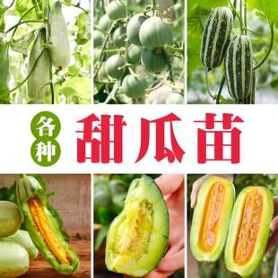 羊角蜜甜瓜苗带土秧苗超甜绿宝石老品种香瓜苗秧特大号本地薄皮爪