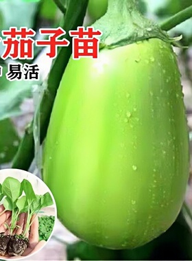 嫁接绿色牛心青茄子苗带土特大号老品种山东寿光本地杭茄高产苗秧