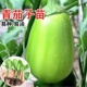 嫁接绿色牛心青茄子苗带土特大号老品种山东寿光本地杭茄高产苗秧