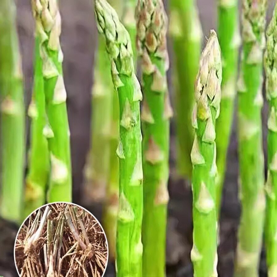 四季芦笋根苗带土秧苗高产种植蔬家庭园艺种子