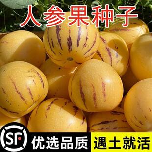 奶油人叁果种籽一口爆汁盆栽水果云南石林人参果种子四季播种籽子