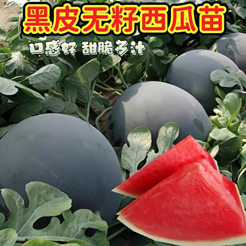 黑皮无籽西瓜苗四季蔬菜嫁接苗高产甜瓜大全脆甜口感好易种植爆甜